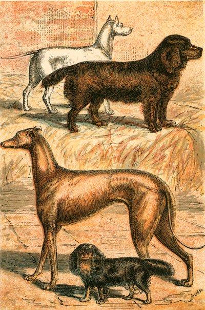 Terrier, Épagneul, Lévrier et Épagneul King Charles - English School