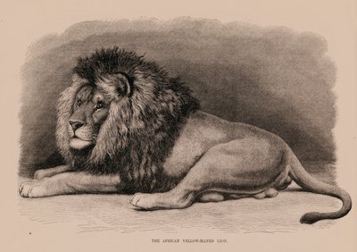 Le lion à crinière jaune d