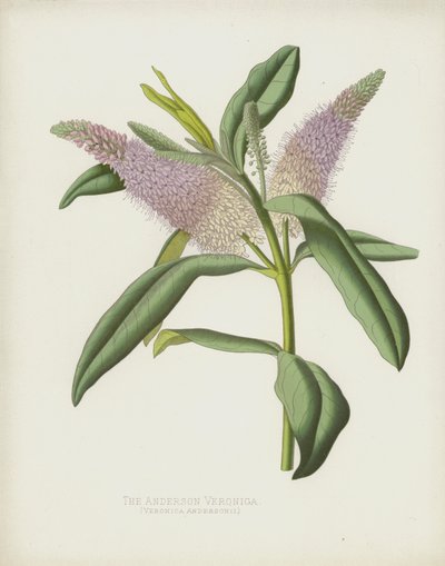 La Véronique d