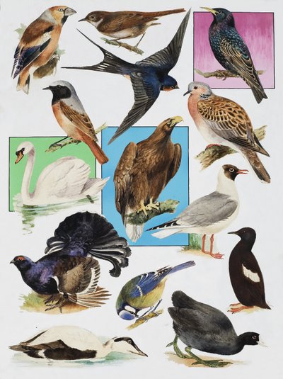 Les Oiseaux de Grande-Bretagne - English School