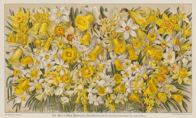 Le jardin de jonquilles du garçon - English School