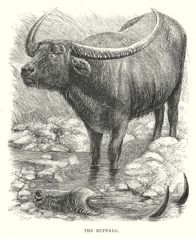 Le Buffle (gravure) - English School