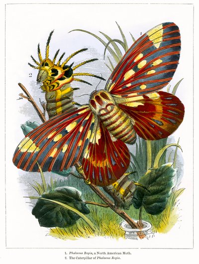 Le vivarium à papillons (gravure colorée) - English School