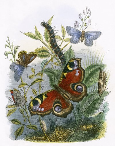 Le vivarium des papillons - English School