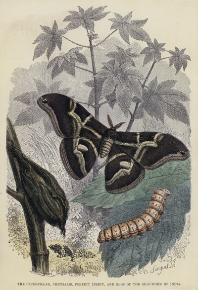 La chenille, la chrysalide, l