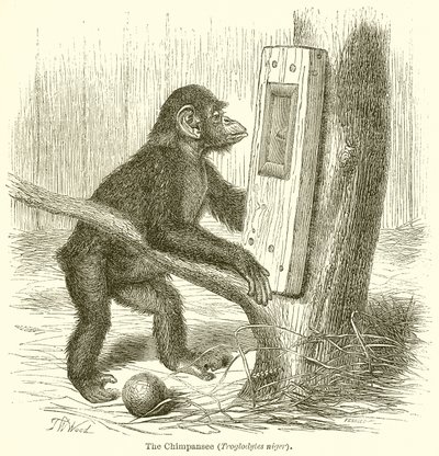Le chimpanzé (Troglodytes Niger) - English School