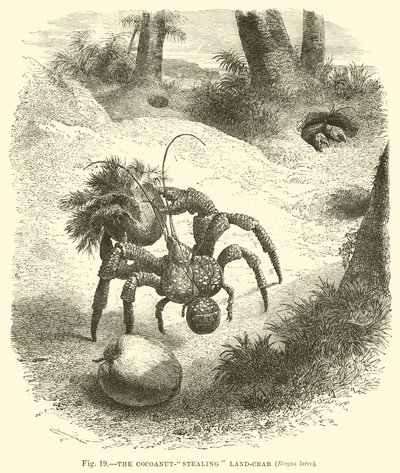 Le Crabe voleur de noix de coco, Birgus latro - English School