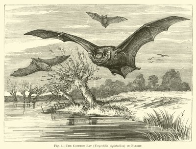 La chauve-souris commune, Vespertilio pipistrellus, en vol - English School