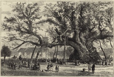 Le chêne de Cowthorpe - English School