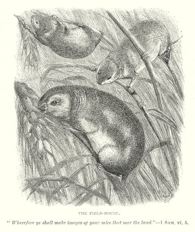 Le mulot (gravure) - English School