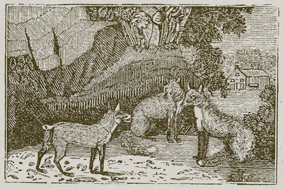 Le renard sans queue (gravure) - English School