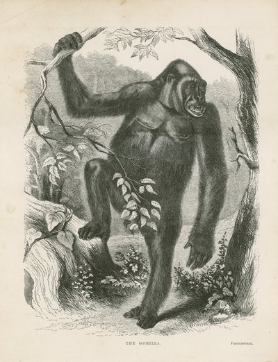 Le Gorille, frontispice des Explorations et Aventures en Afrique équatoriale par Paul B du Chaillu - English School