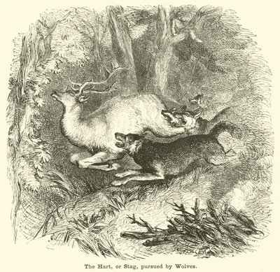 Le cerf, ou le cerf, poursuivi par des loups - English School