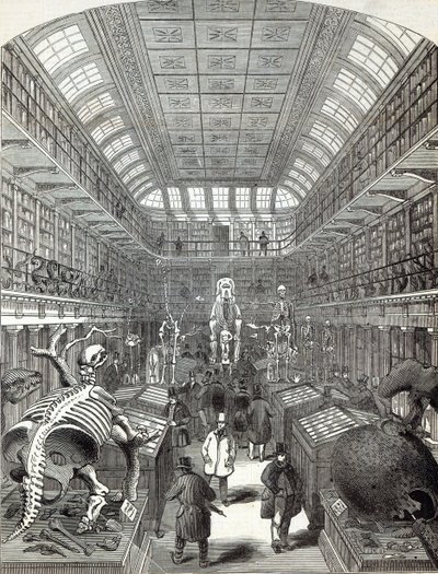 Le Musée Hunterian, au Royal College of Surgeons, de 