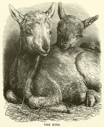 Les enfants (gravure) - English School