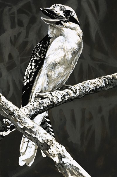 Le Kookaburra - English School