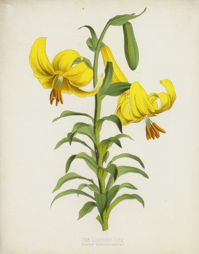 Le Lys de Loddiges, Lilium Loddigesianum - English School