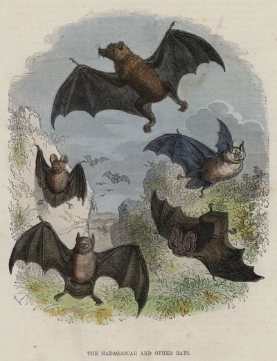 Les chauves-souris de Madagascar et autres - English School