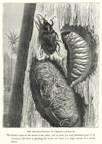 Les Métamorphoses de Calandra palmarum - English School