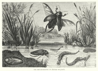 Les Métamorphoses de Dytiscus marginalis - English School
