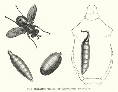 Les Métamorphoses de Gymnosoma rotundata - English School