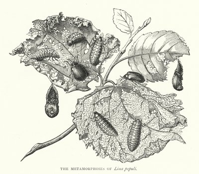Les Métamorphoses de Lina populi - English School