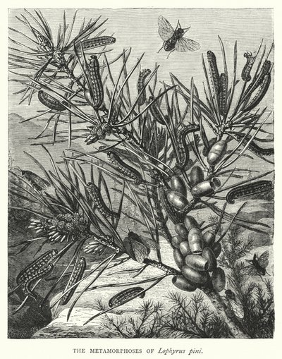 Les Métamorphoses de Lophyrus pini - English School