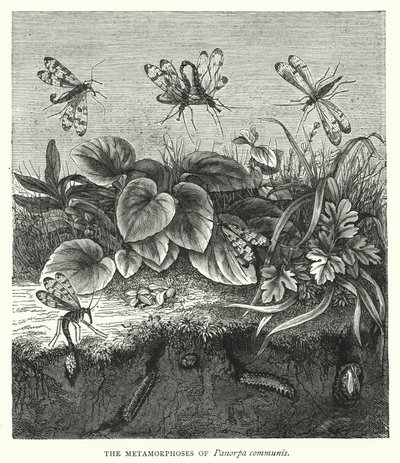 Les Métamorphoses de Panorpa communis - English School