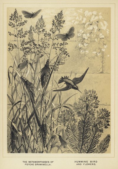 Les métamorphoses de Psyche graminella, colibri et fleurs - English School