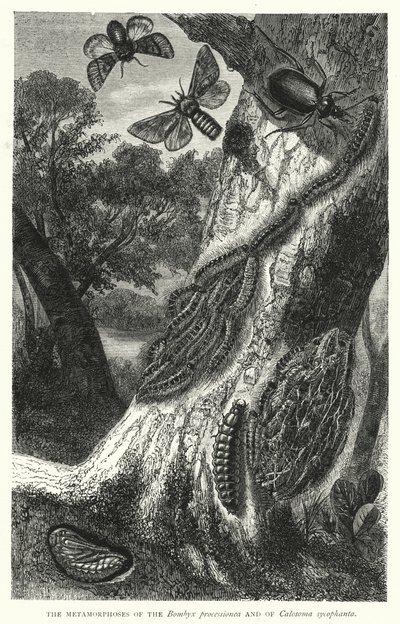Les Métamorphoses du Bombyx processionea et de Calosoma sycophanta - English School