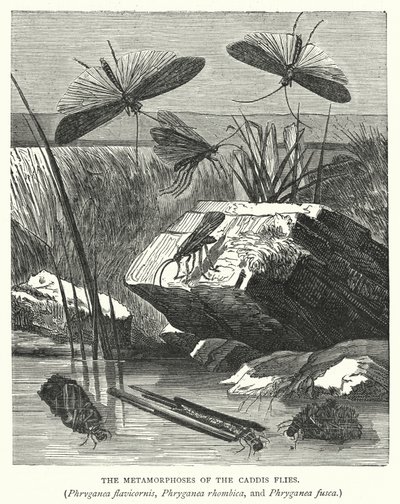 Les Métamorphoses des Phryganes, Phryganea flavicornis, Phryganea rhombica, et Phryganea fusca - English School