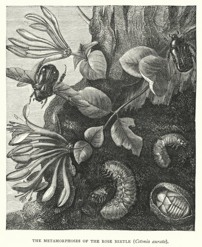 Les Métamorphoses du scarabée rose, Cetonia aurata (gravure) - English School