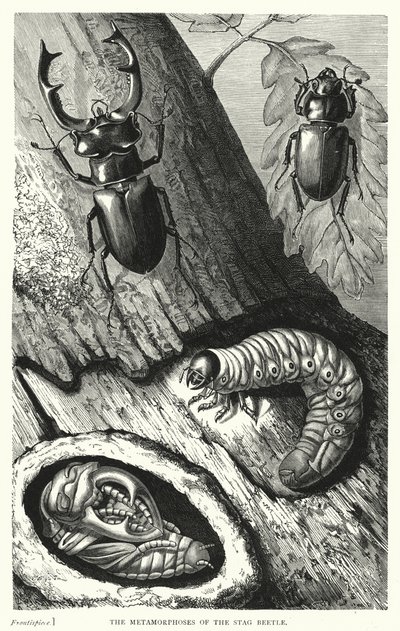 Les Métamorphoses du Cerf-Volant - English School