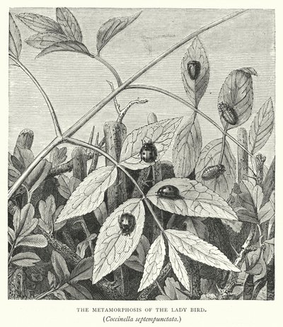 La Métamorphose de la coccinelle, Coccinella septempunctata (gravure) - English School