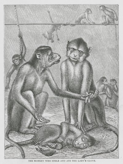 Le singe qui vola et mangea le gant de la dame (gravure) - English School