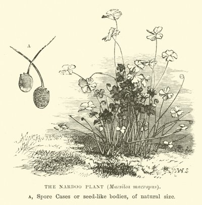 La plante Nardoo, Marsilea macropus - English School