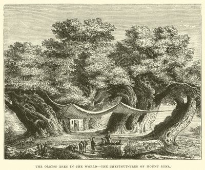 Le plus vieil arbre du monde, le châtaignier du mont Etna - English School