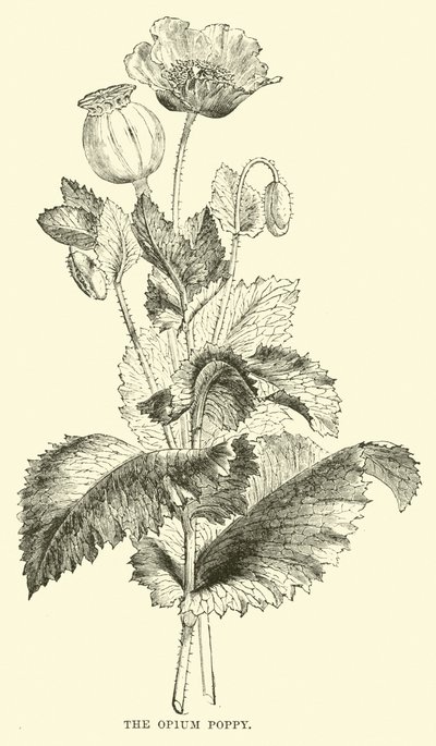 Le pavot à opium - English School