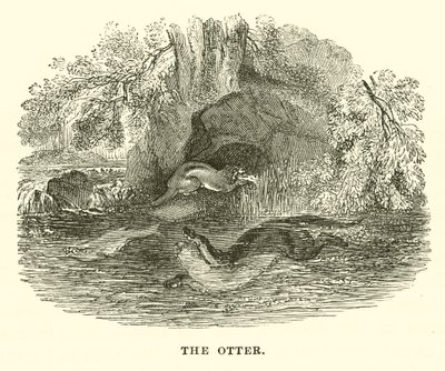 La Loutre (gravure) - English School
