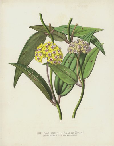 Les Hoyas Ovales et Pâles, Hoya Ovalifolia et Pallida - English School