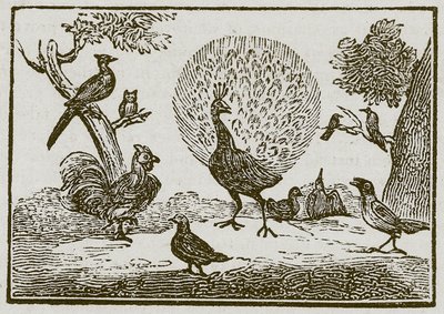 Le paon et la pie (gravure) - English School