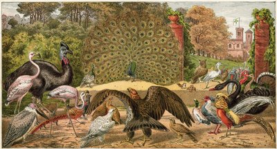 Le Paon à la maison - English School