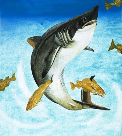 Le Requin-taupe - English School