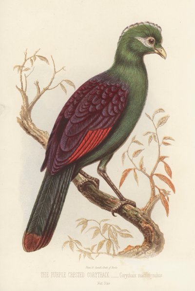 Corythaix à crête pourpre, Corythaix macrorhynchus - English School