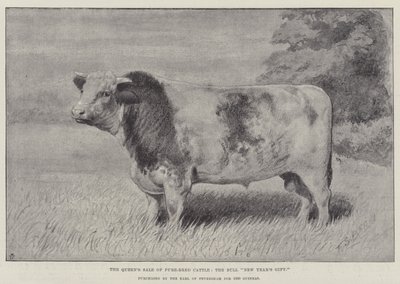La vente de bovins de race pure de la reine, le taureau "New Year