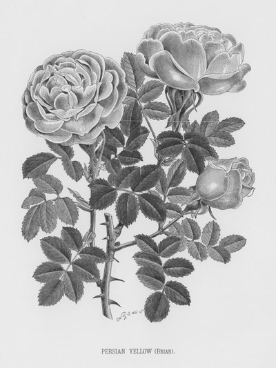 Le Jardin des Roses : Jaune Persan, Églantier - English School