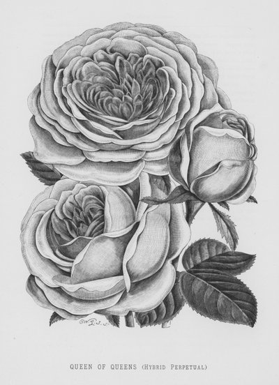 Le Jardin des Roses : Reine des Reines, Hybride Perpétuel - English School