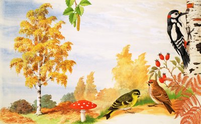 Le Bouleau argenté et les animaux et plantes que l