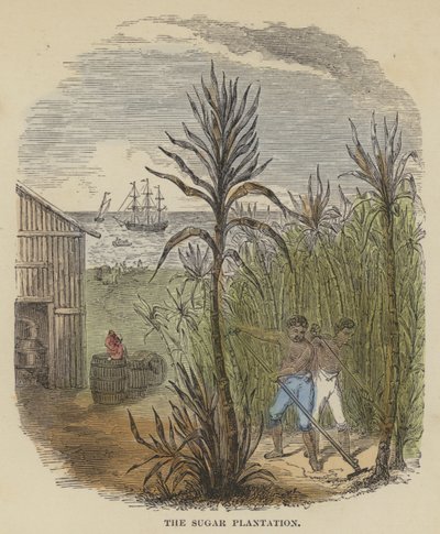 La plantation de sucre (gravure en couleur) - English School