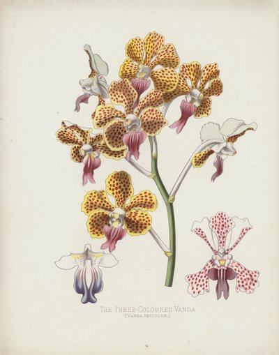 La Vanda Tricolore, Vanda Tricolor - English School